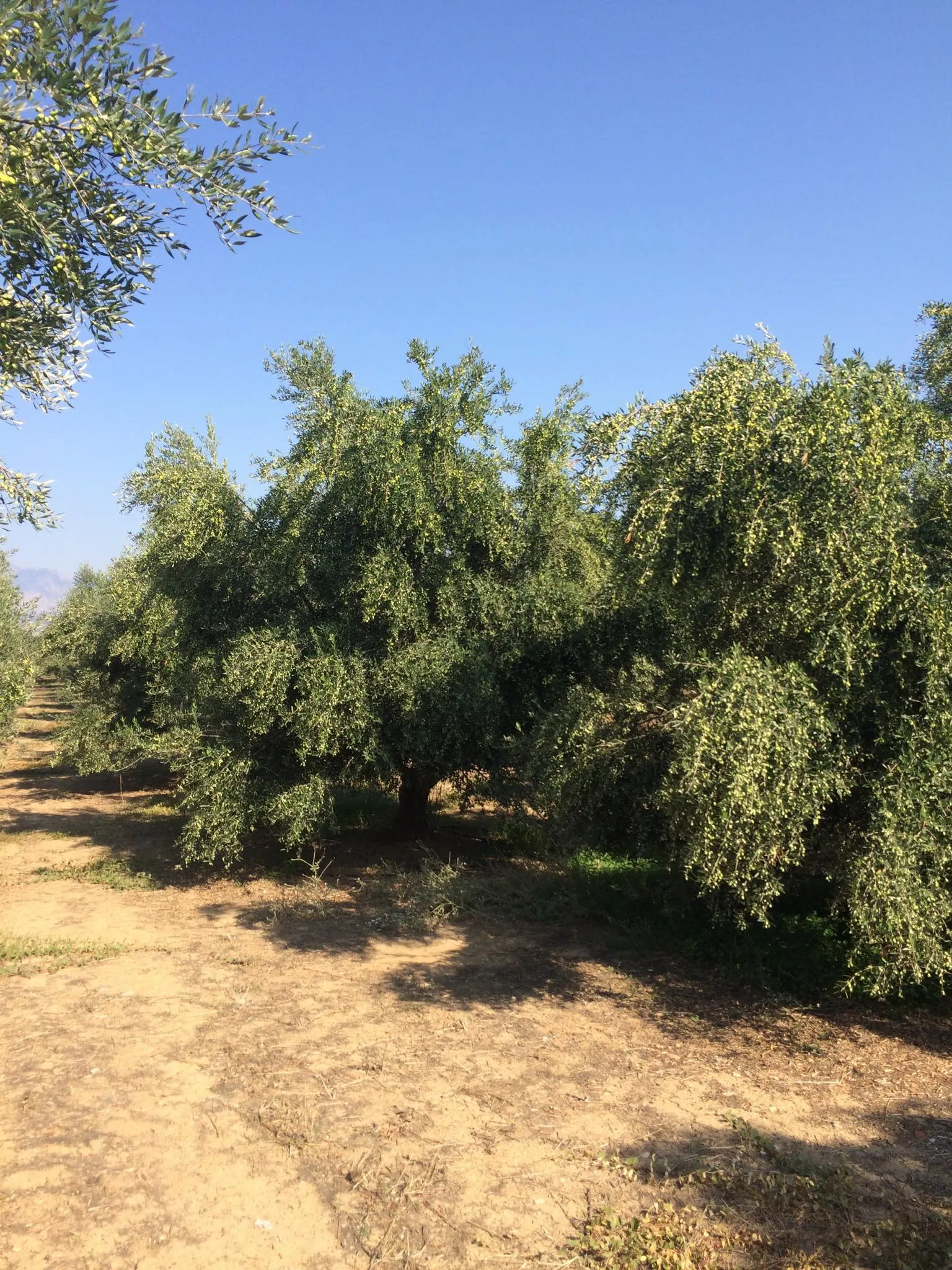 Ελαιώνες Δασκαλάκη 3