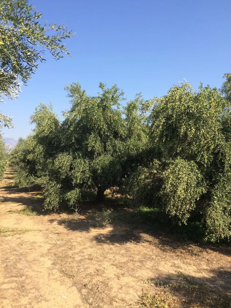 Ελαιώνες Δασκαλάκη 3