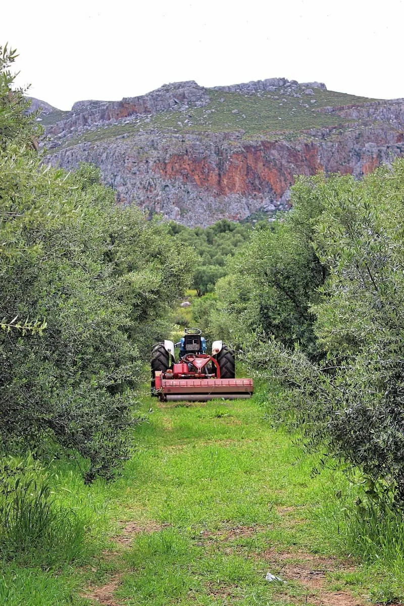 Ελαιώνες Δασκαλάκη 5