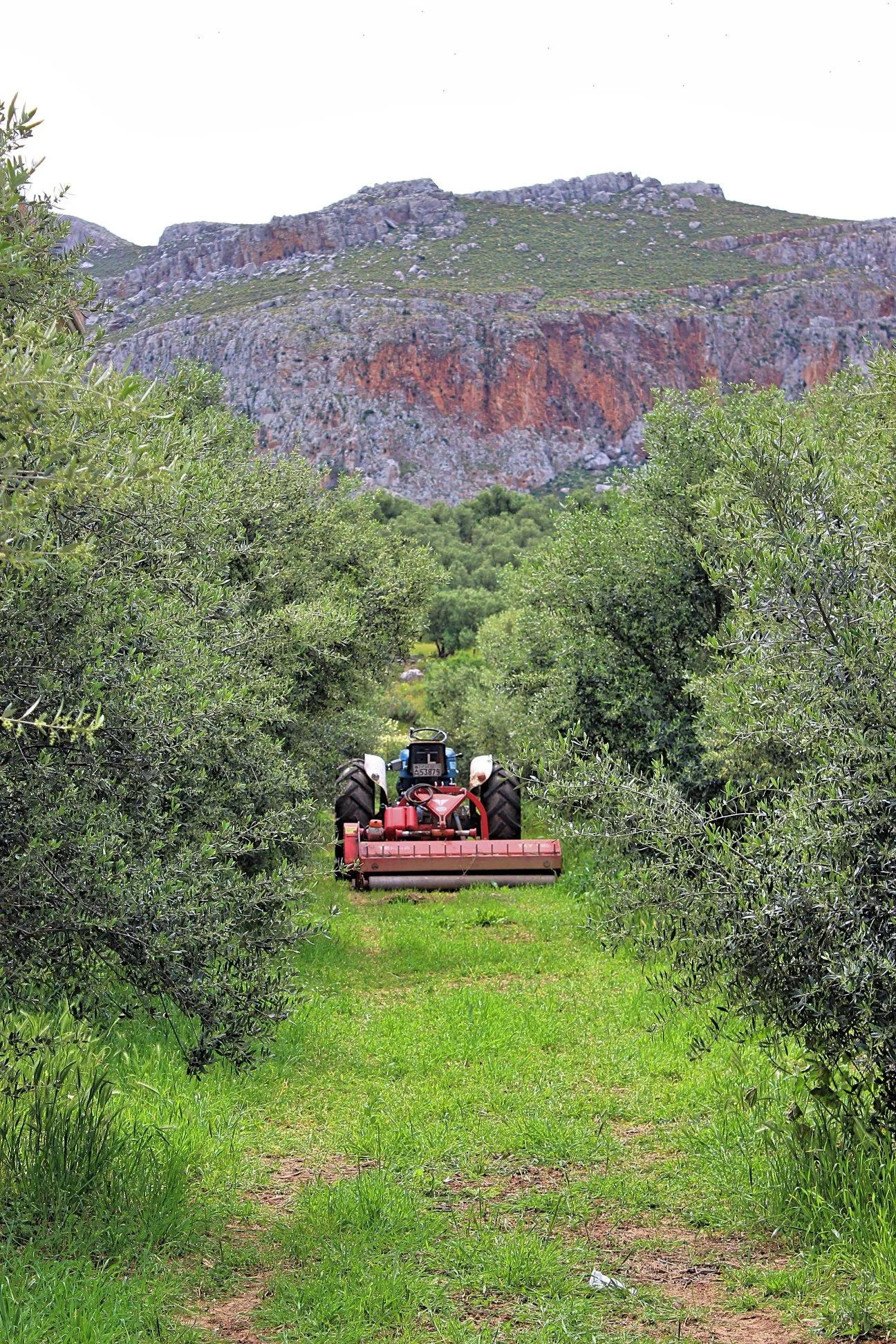 Ελαιώνες Δασκαλάκη 5